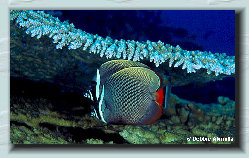 oceanimages001003.jpg